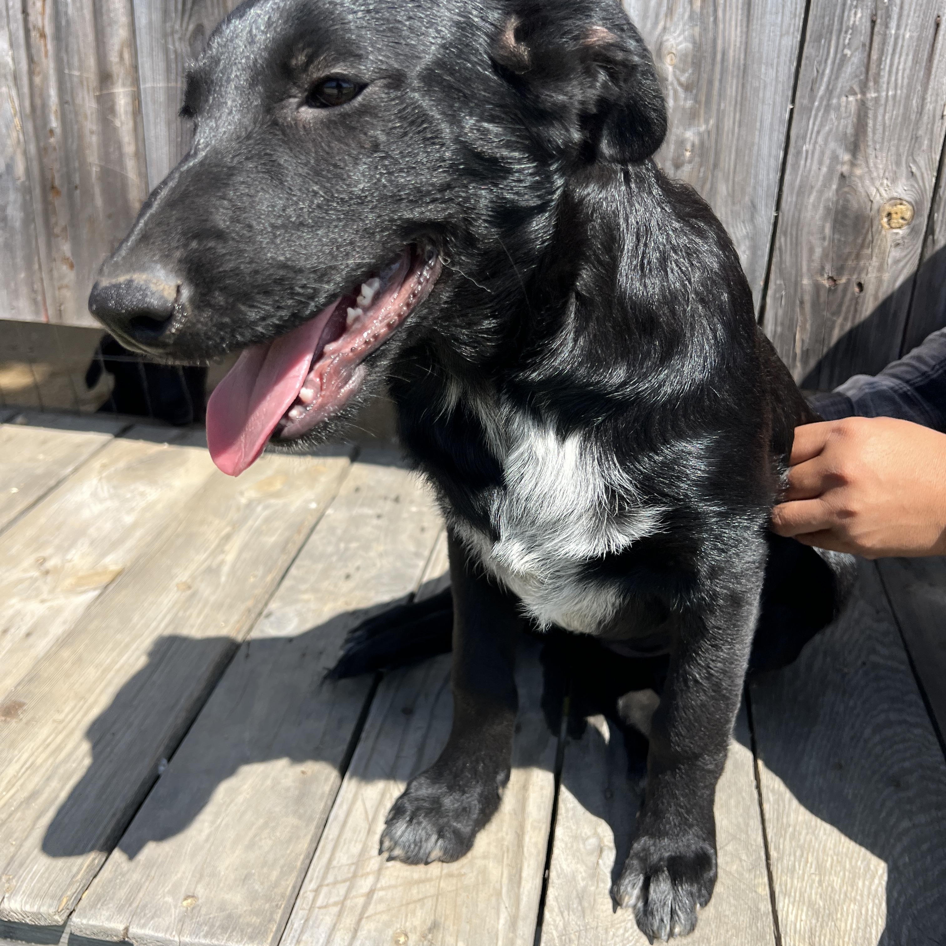 Enlarge Rosie Kate, a Adoptable mixed breed in Escondido, CA image 1/4