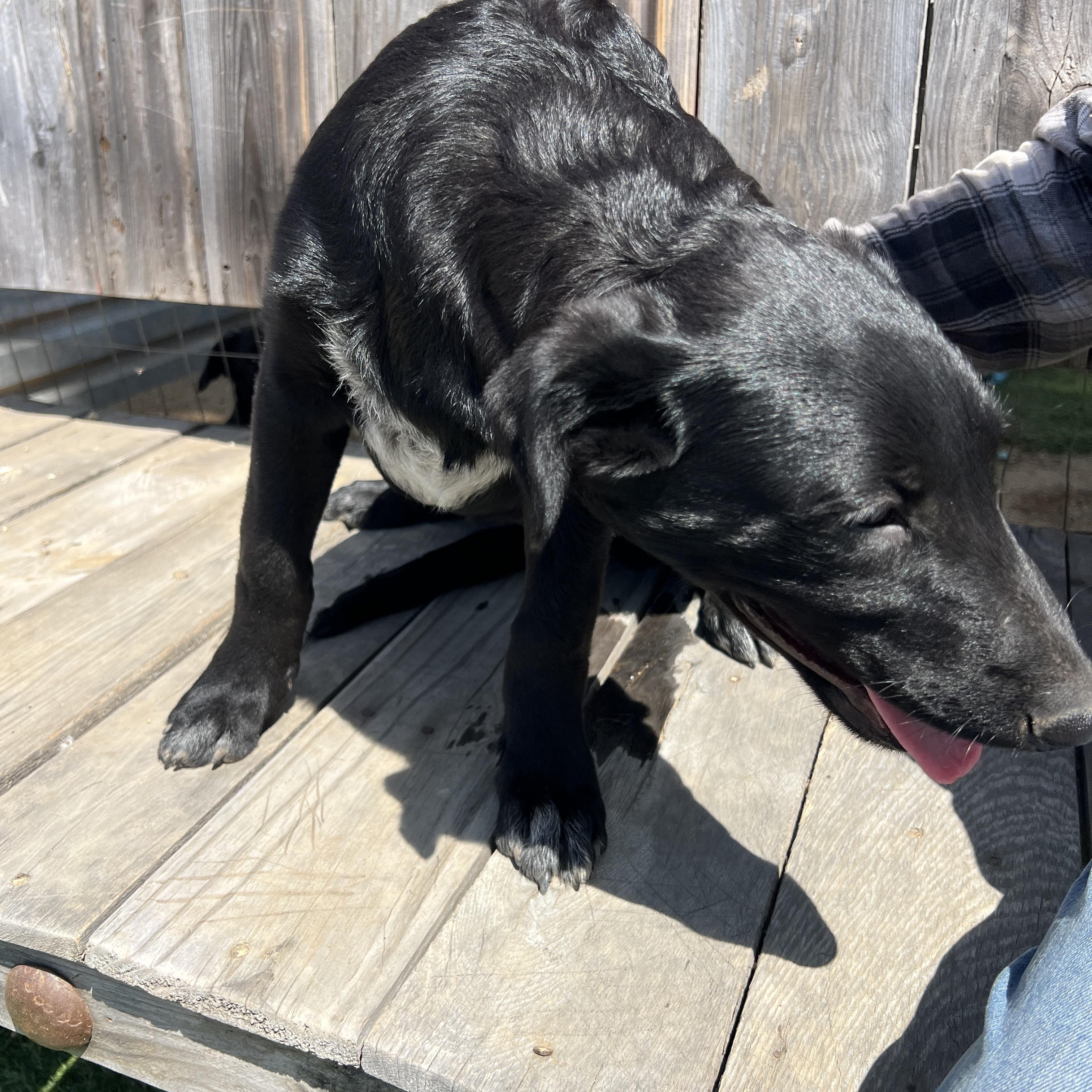 Enlarge Rosie Kate, a Adoptable mixed breed in Escondido, CA image 2/4