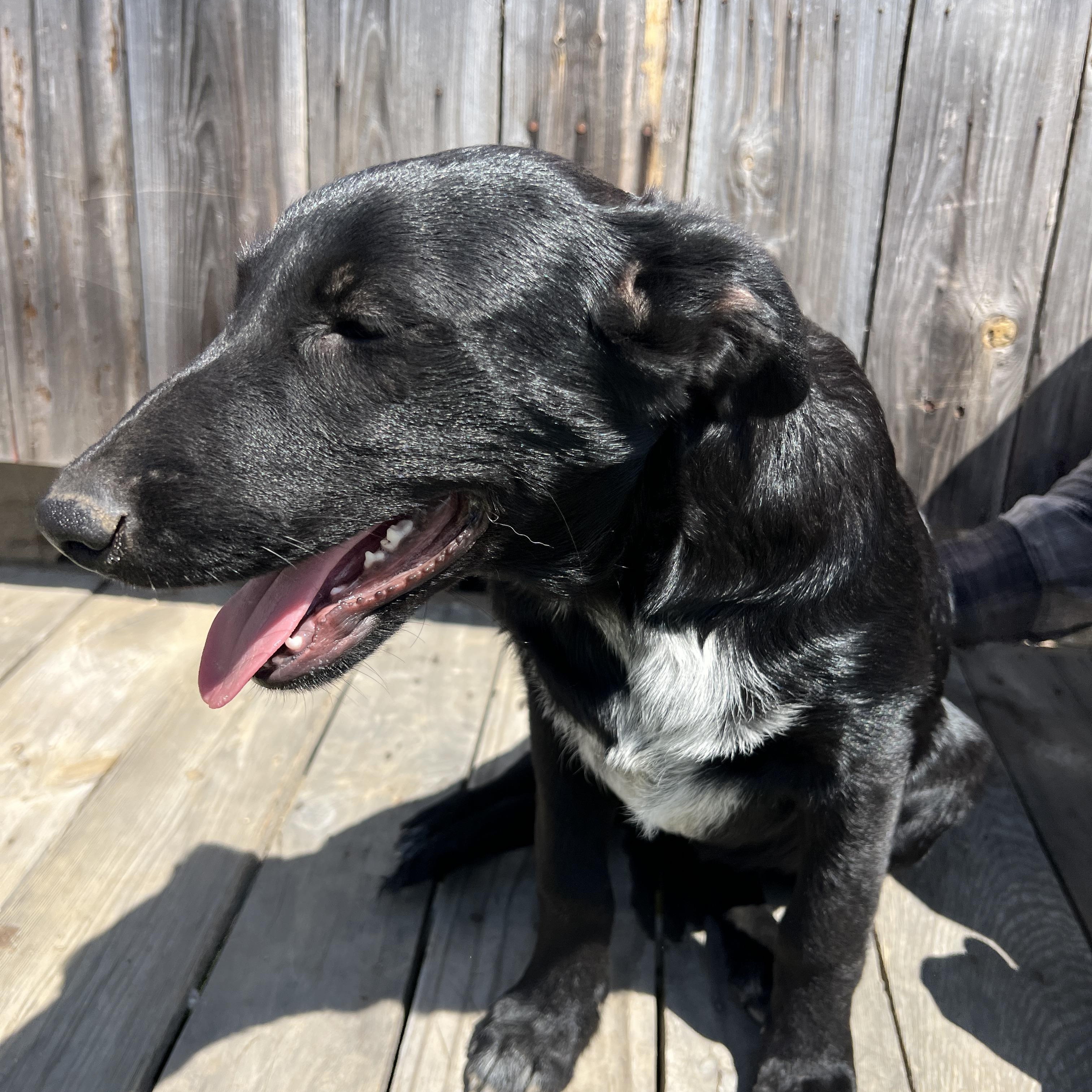 Enlarge Rosie Kate, a Adoptable mixed breed in Escondido, CA image 3/4