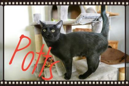 Potts, Adopted, Kitten Male Domestic Short Hair.