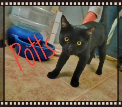 Enlarge Potts, a Adopted Domestic Short Hair in Deming, NM image 2/4