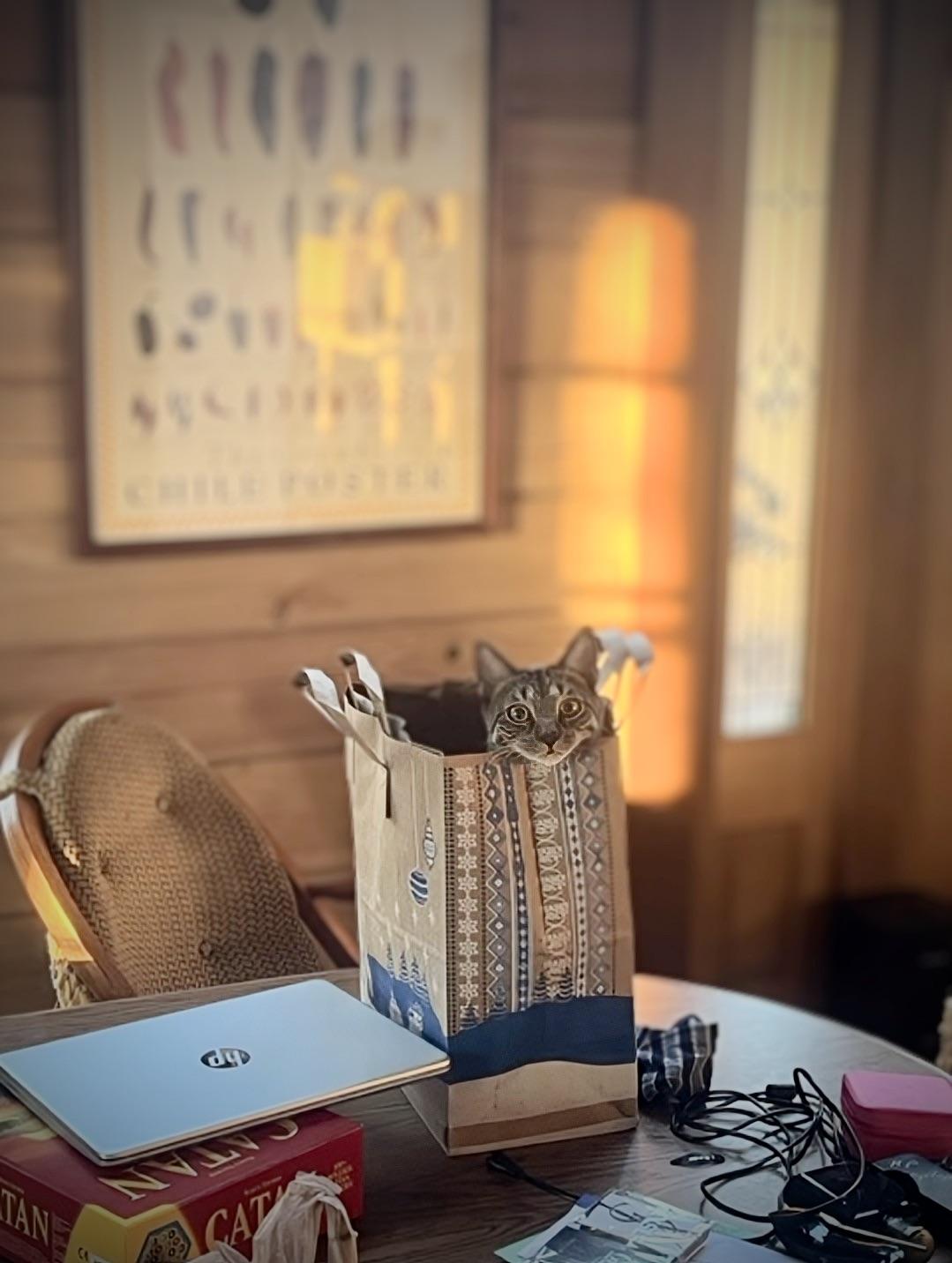 Howl & Princess Mononoke, a Adoptable Tabby in Knoxville, TN image 4/6