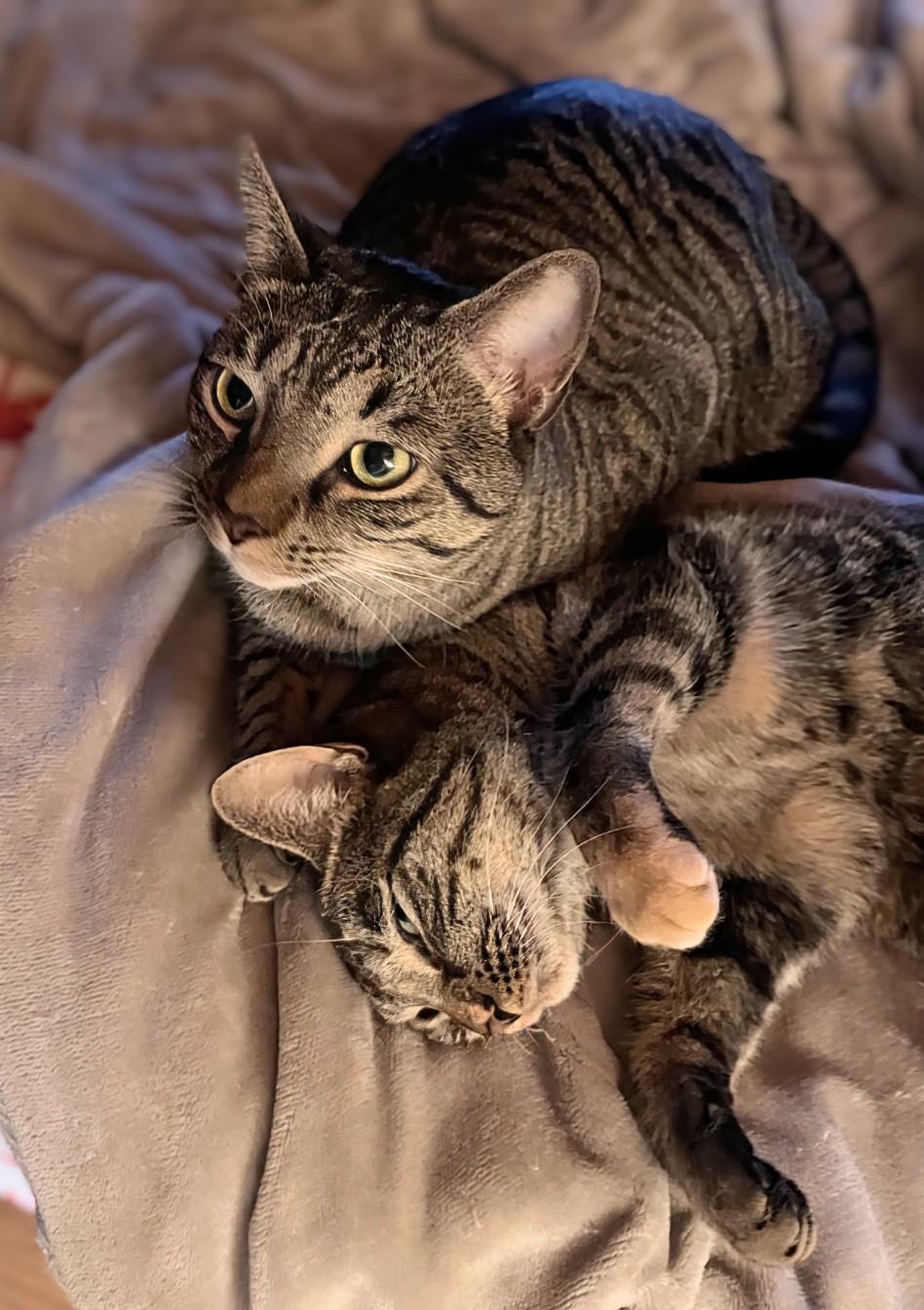 Howl & Princess Mononoke, Adoptable, Young Male Tabby.