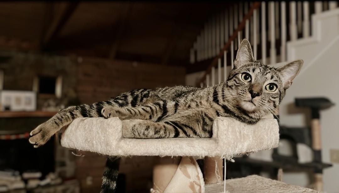 Howl & Princess Mononoke, a Adoptable Tabby in Knoxville, TN image 3/6