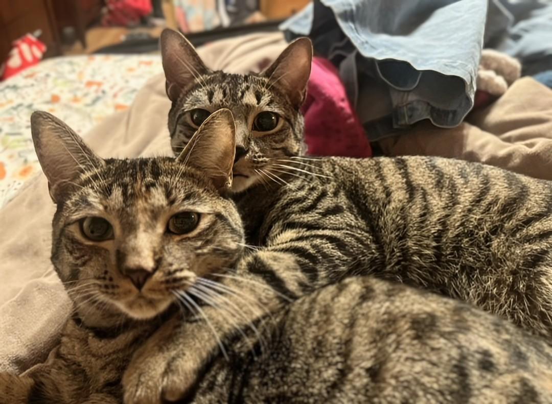 Howl & Princess Mononoke, a Adoptable Tabby in Knoxville, TN image 1/6