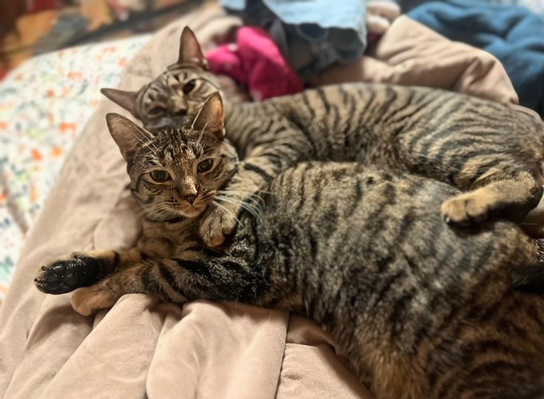 Howl & Princess Mononoke, a Adoptable Tabby in Knoxville, TN image 5/6