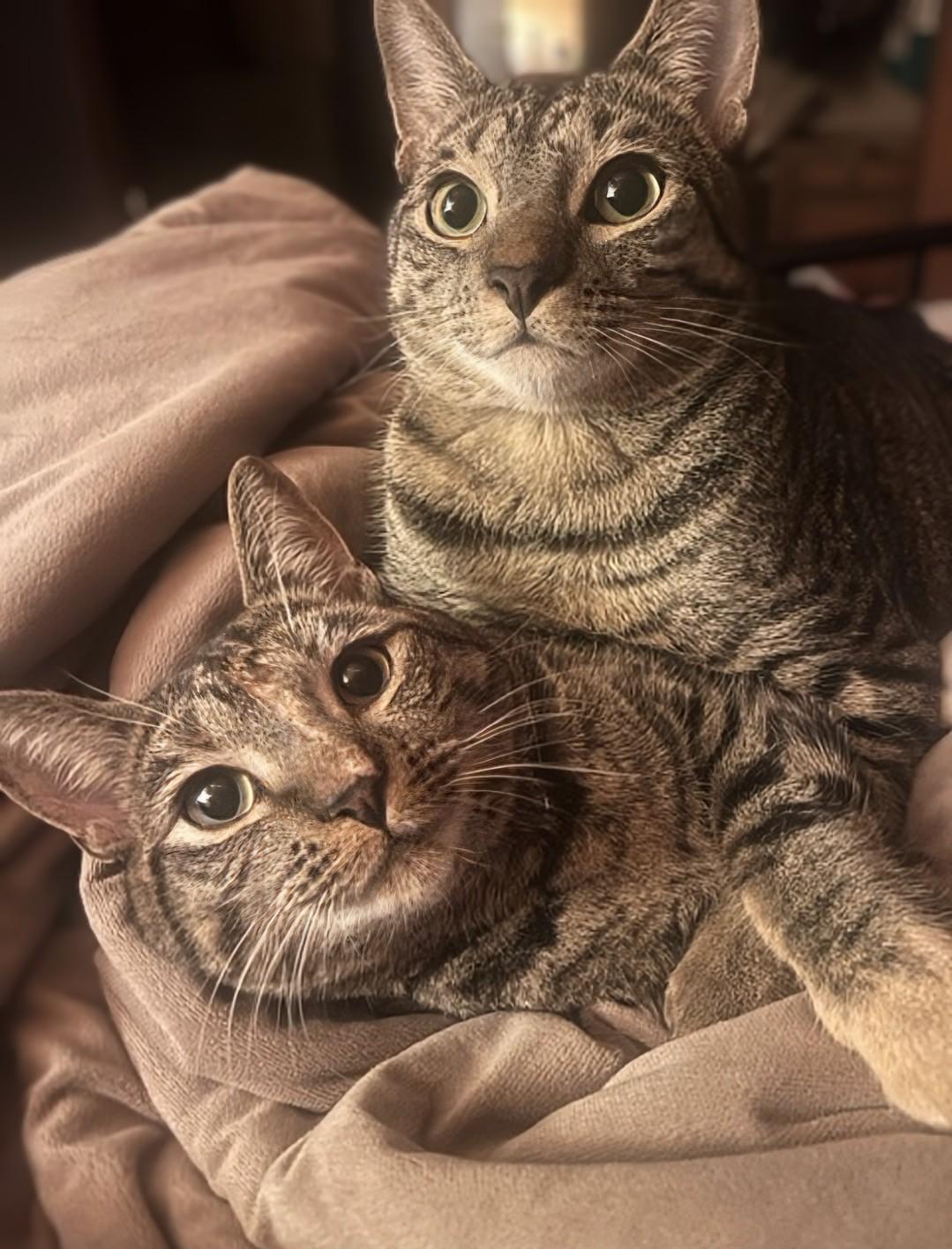 Howl & Princess Mononoke, a Adoptable Tabby in Knoxville, TN image 2/6