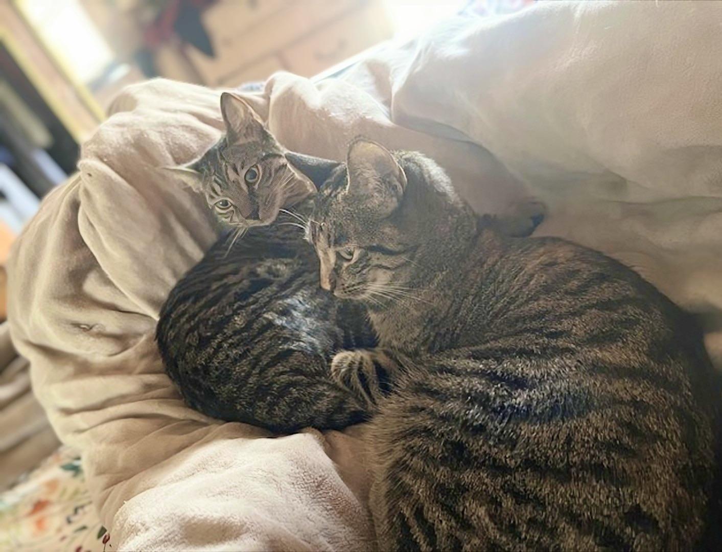 Howl & Princess Mononoke, a Adoptable Tabby in Knoxville, TN image 6/6