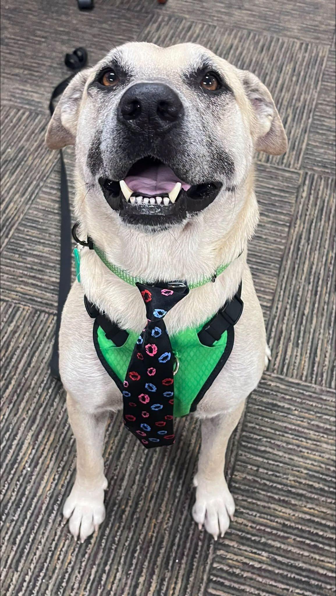 Tucker, ADOPTABLE, Adult Male Mixed Breed.