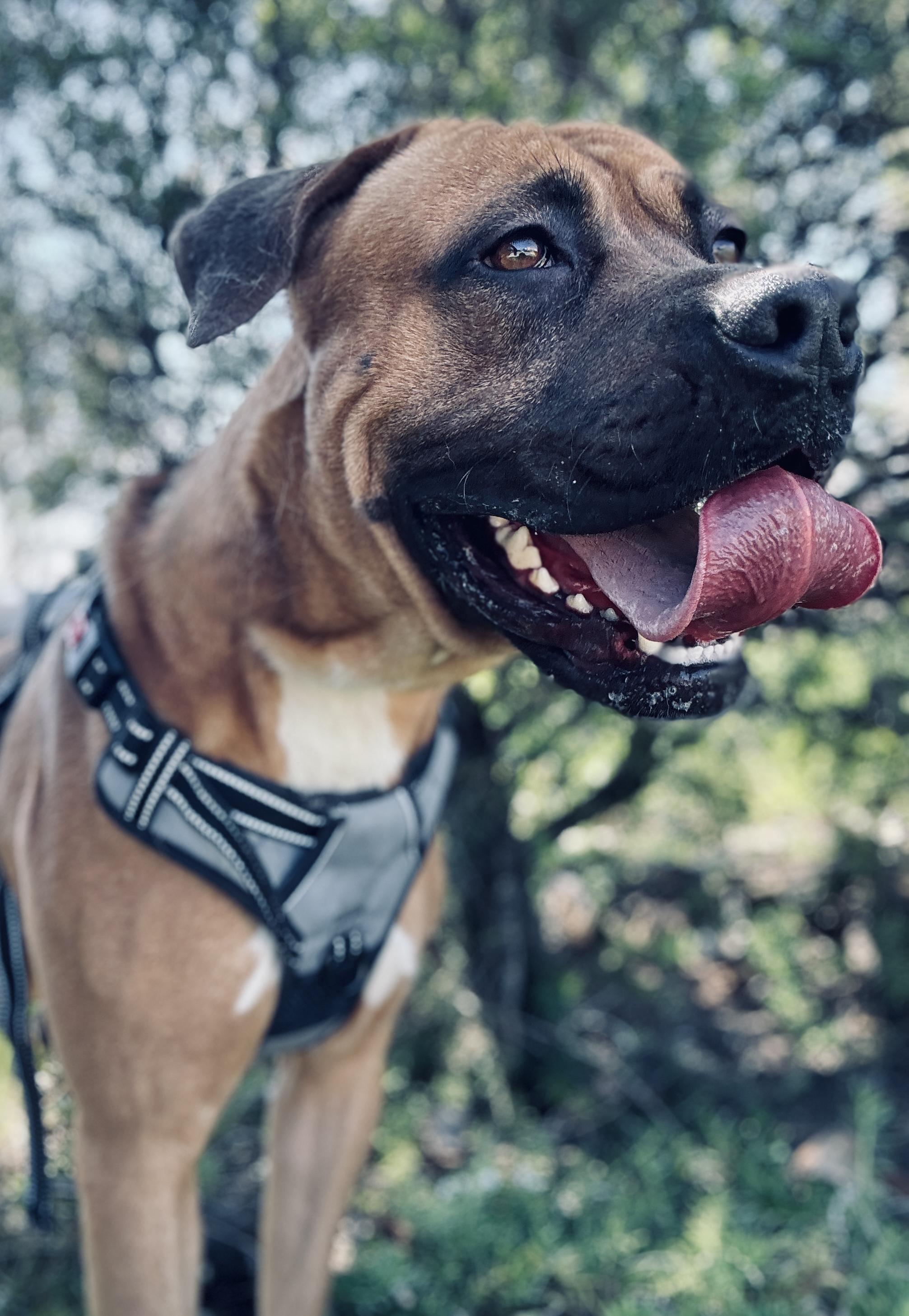 Mason, Young Male Mastiff