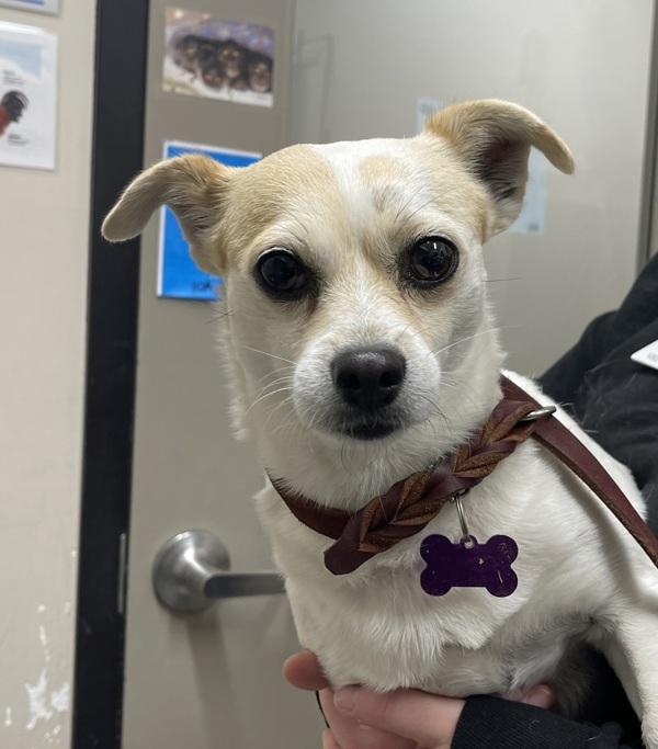 Enlarge Boss Man, a Adoptable mixed breed in El Cajon, CA image 1/1