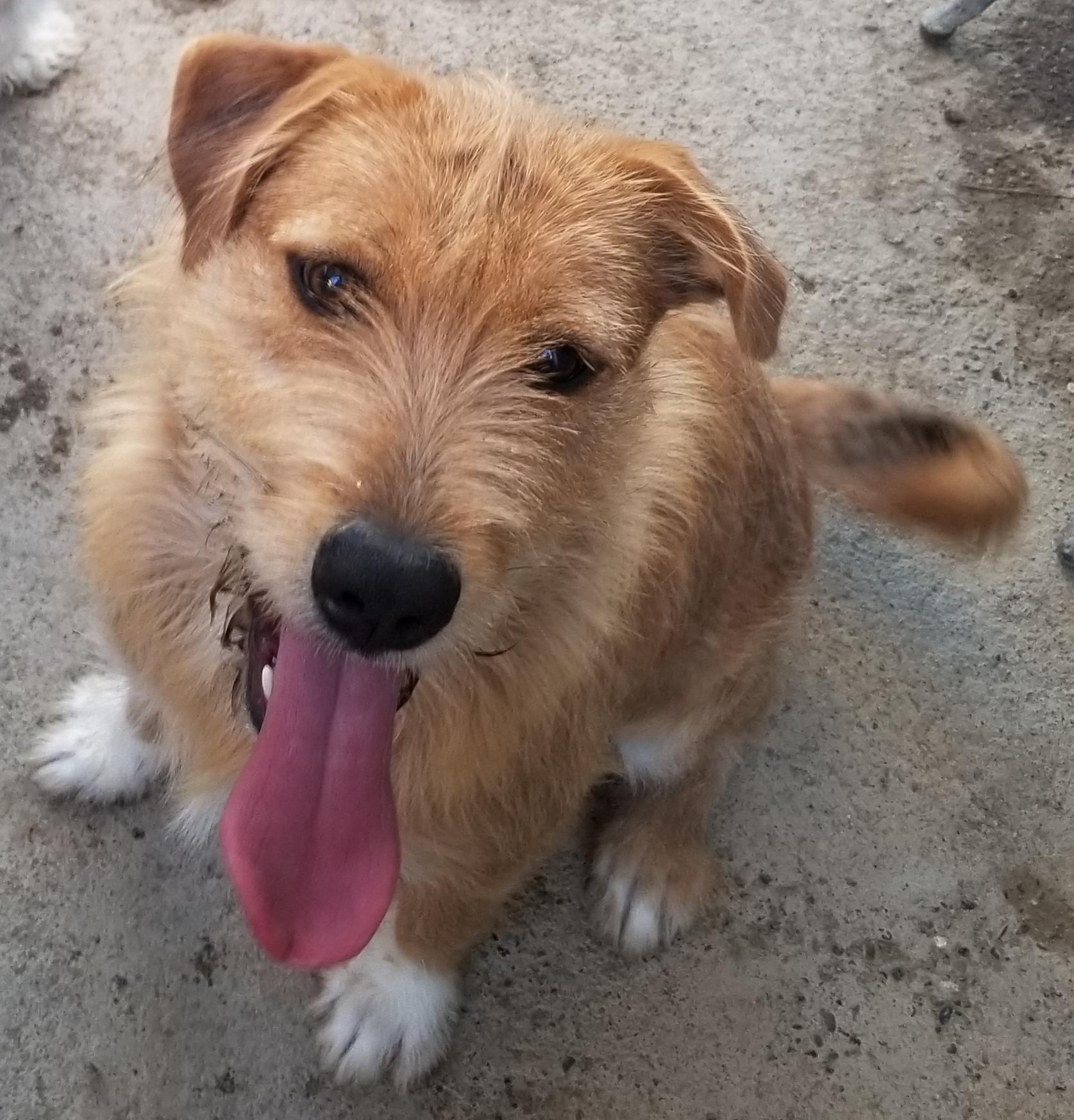 Parker, a Adoptable mixed breed in Cantua Creek, CA image 1/6