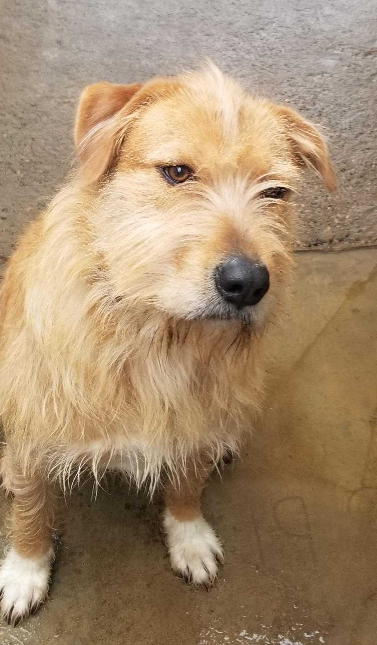 Parker, a Adoptable mixed breed in Cantua Creek, CA image 2/6