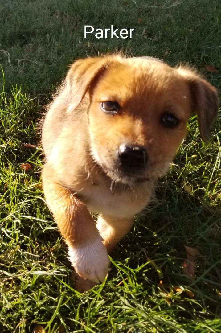 Parker, a Adoptable mixed breed in Cantua Creek, CA image 3/6