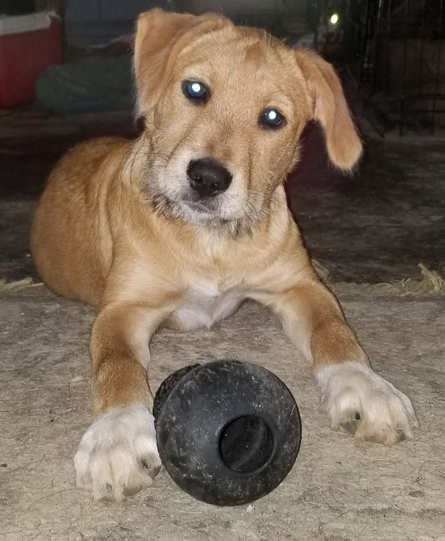 Parker, a Adoptable mixed breed in Cantua Creek, CA image 4/6