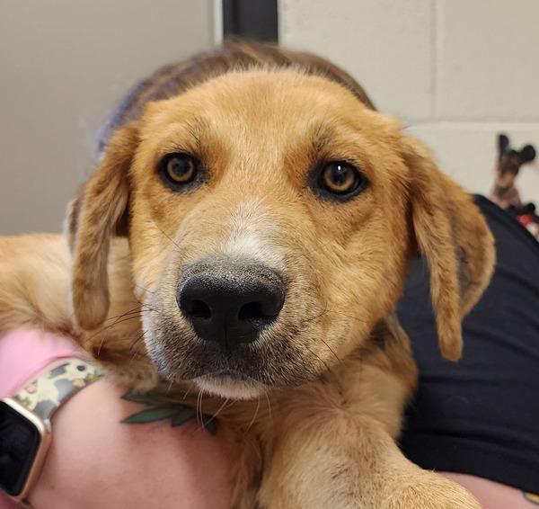 Enlarge Blaze, a Adoptable mixed breed in El Cajon, CA image 1/1