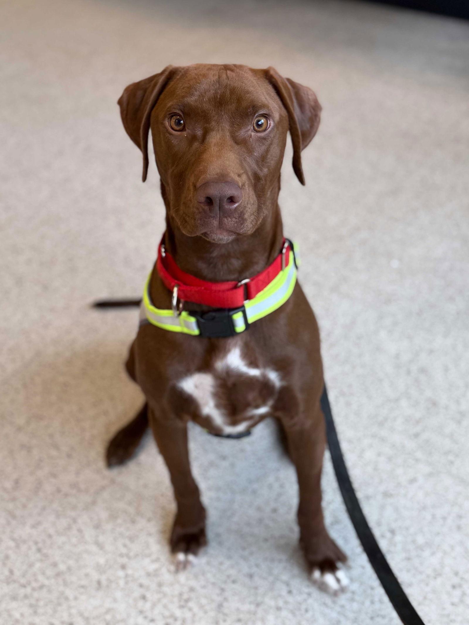 Enlarge Brown Gravy, a Adoptable Labrador Retriever in Wheaton, IL image 1/3