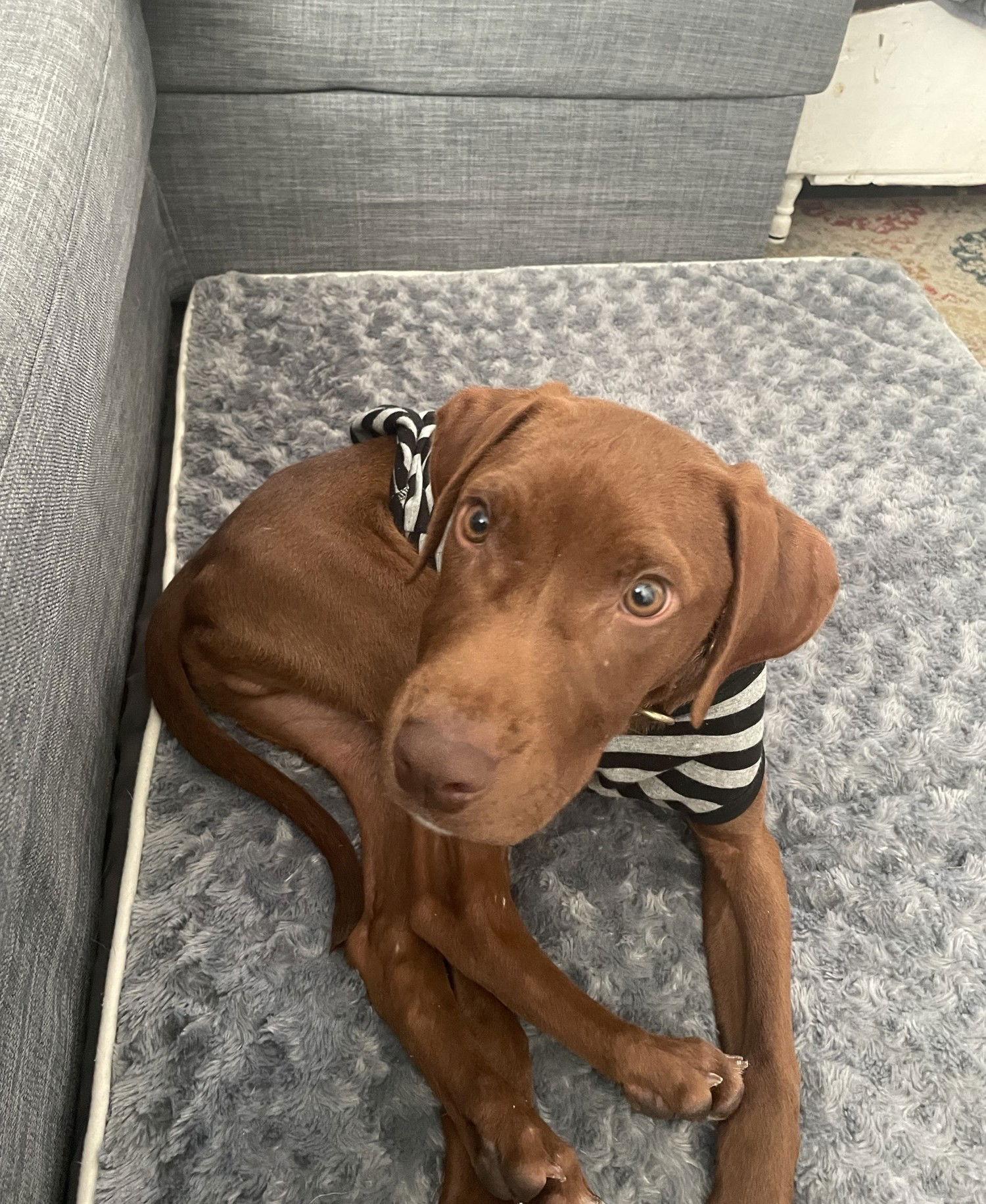 Brown Gravy, Adoptable, Young Male Labrador Retriever.