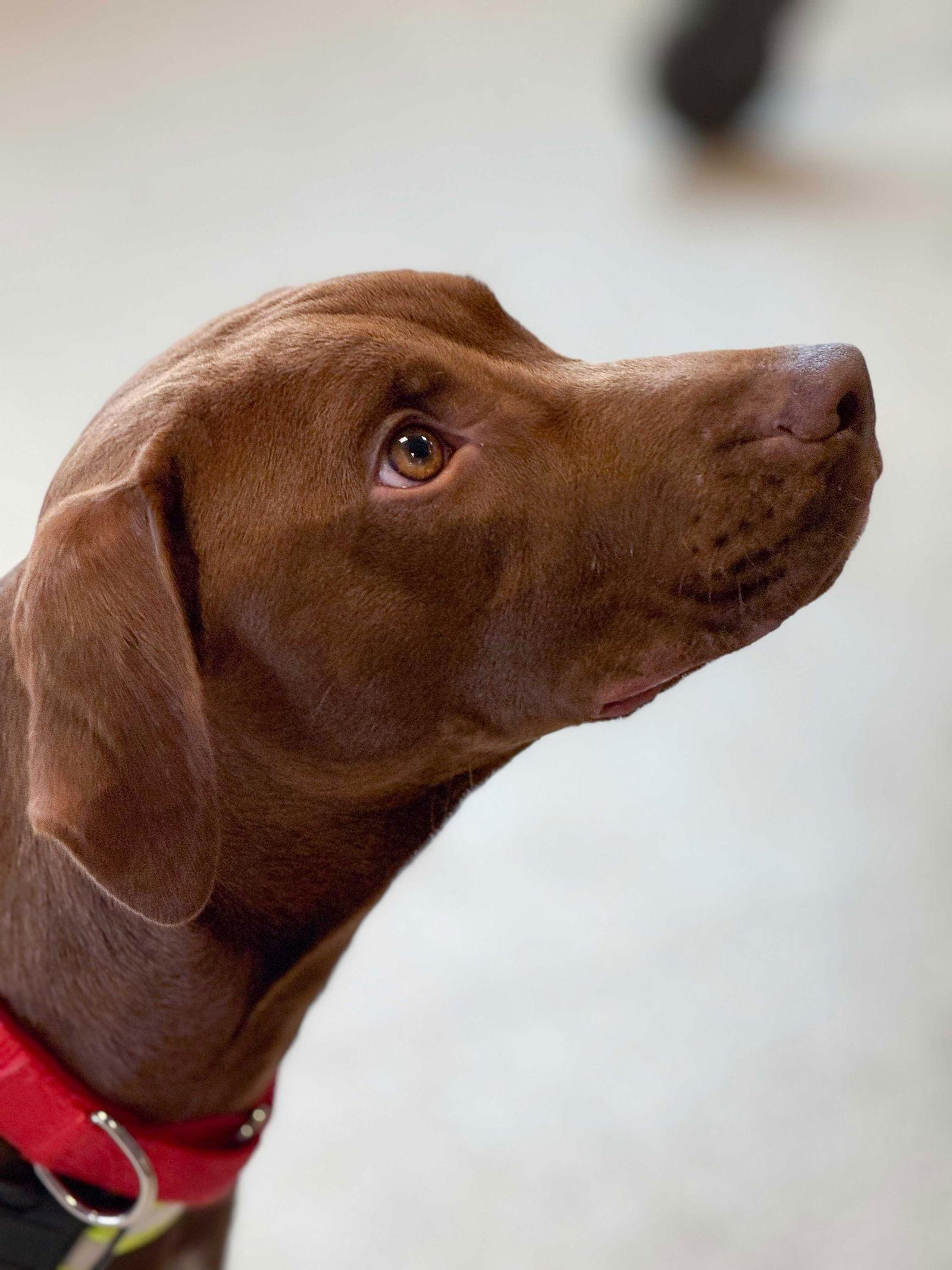 Enlarge Brown Gravy, a Adoptable Labrador Retriever in Wheaton, IL image 3/3