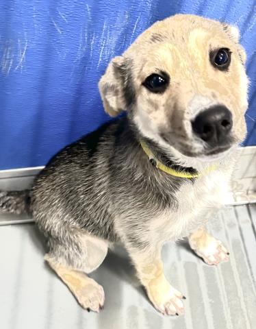 Enlarge A251705, a Adoptable mixed breed in Visalia, CA image 1/1