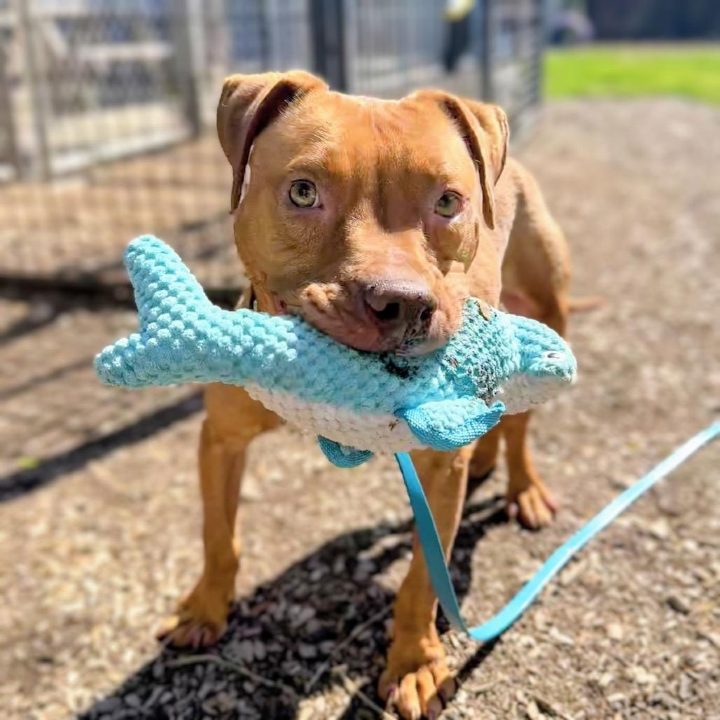 Cashew, Adoptable, Adult Male Mixed Breed.