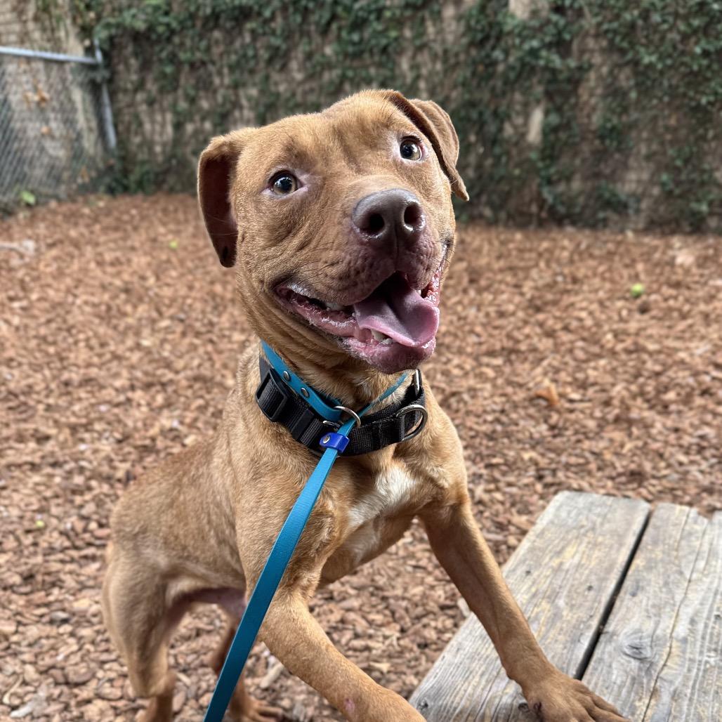 Enlarge Cashew, a Adoptable Mixed Breed in San Francisco, CA image 2/6
