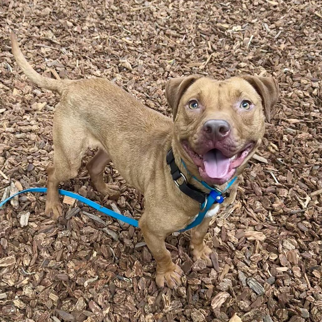 Enlarge Cashew, a Adoptable Mixed Breed in San Francisco, CA image 3/6