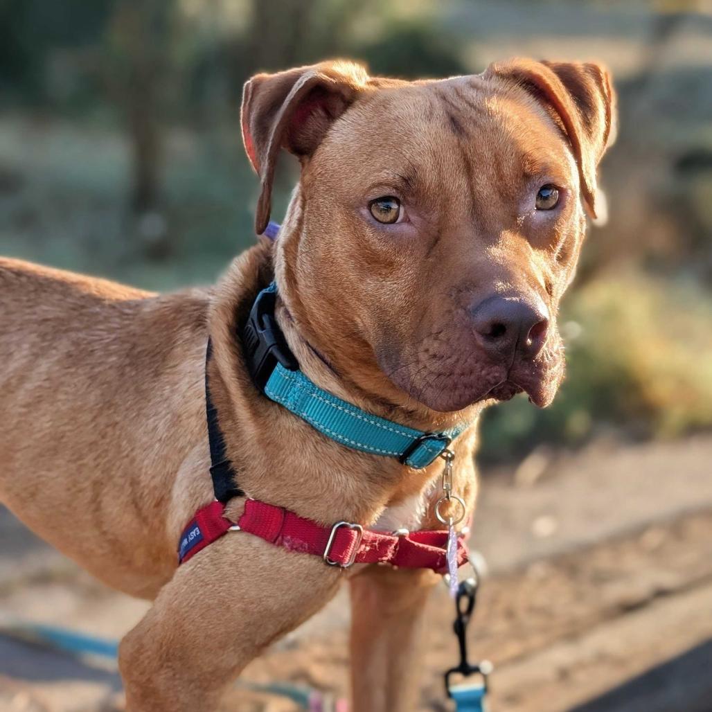 Enlarge Cashew, a Adoptable Mixed Breed in San Francisco, CA image 4/6