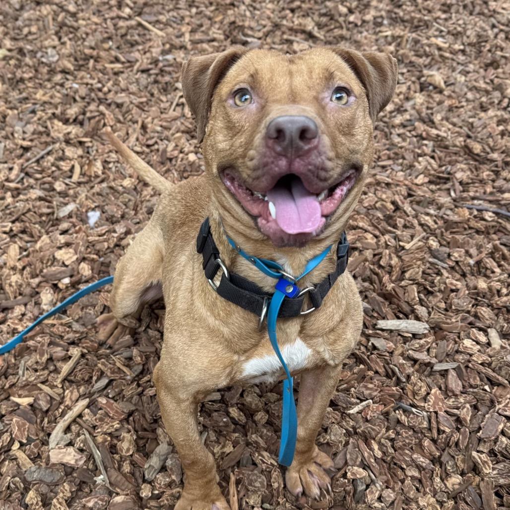 Enlarge Cashew, a Adoptable Mixed Breed in San Francisco, CA image 5/6