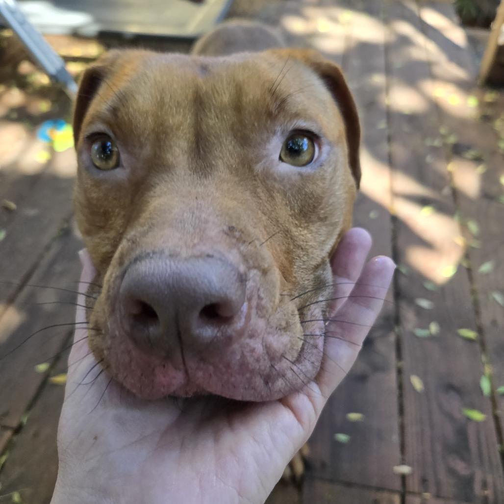 Enlarge Cashew, a Adoptable Mixed Breed in San Francisco, CA image 6/6