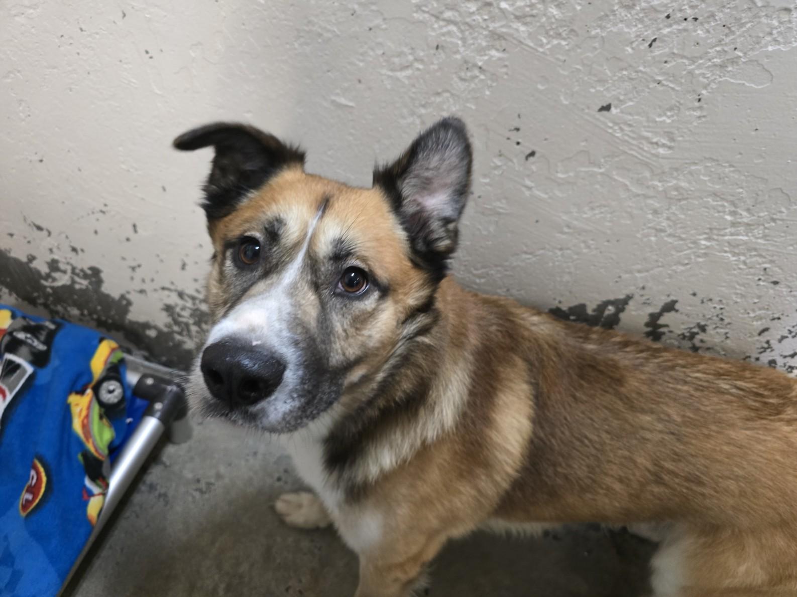 Hawk, Adopted, Young Male Siberian Husky.