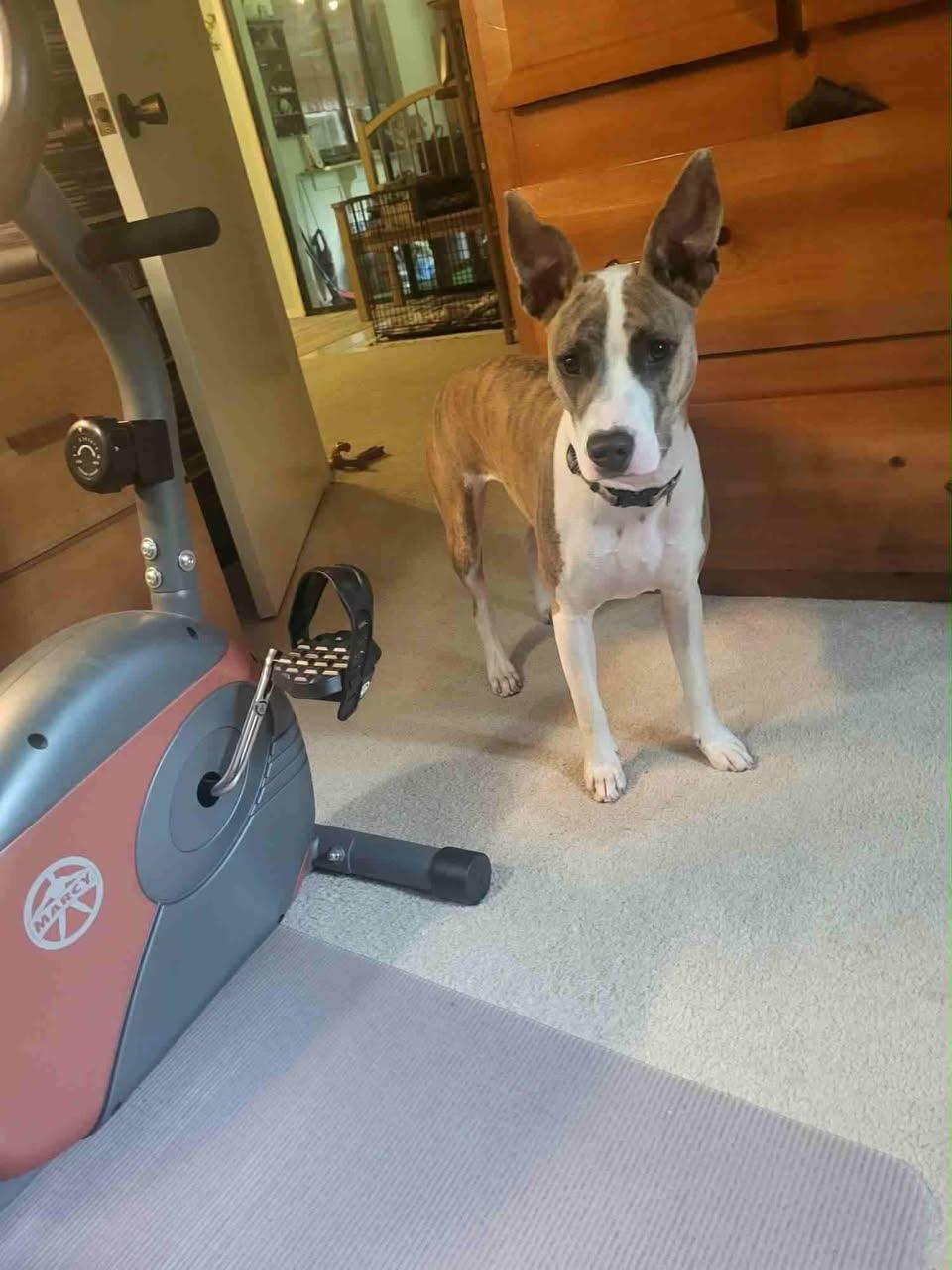 Maisie, Adoptable, Young Female Hound.