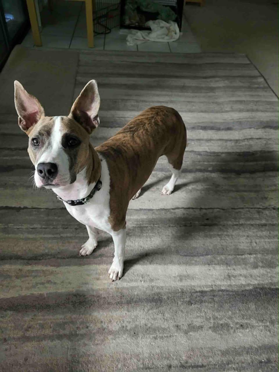 Maisie, a Adoptable mixed breed in New Smyrna Beach, FL image 2/3