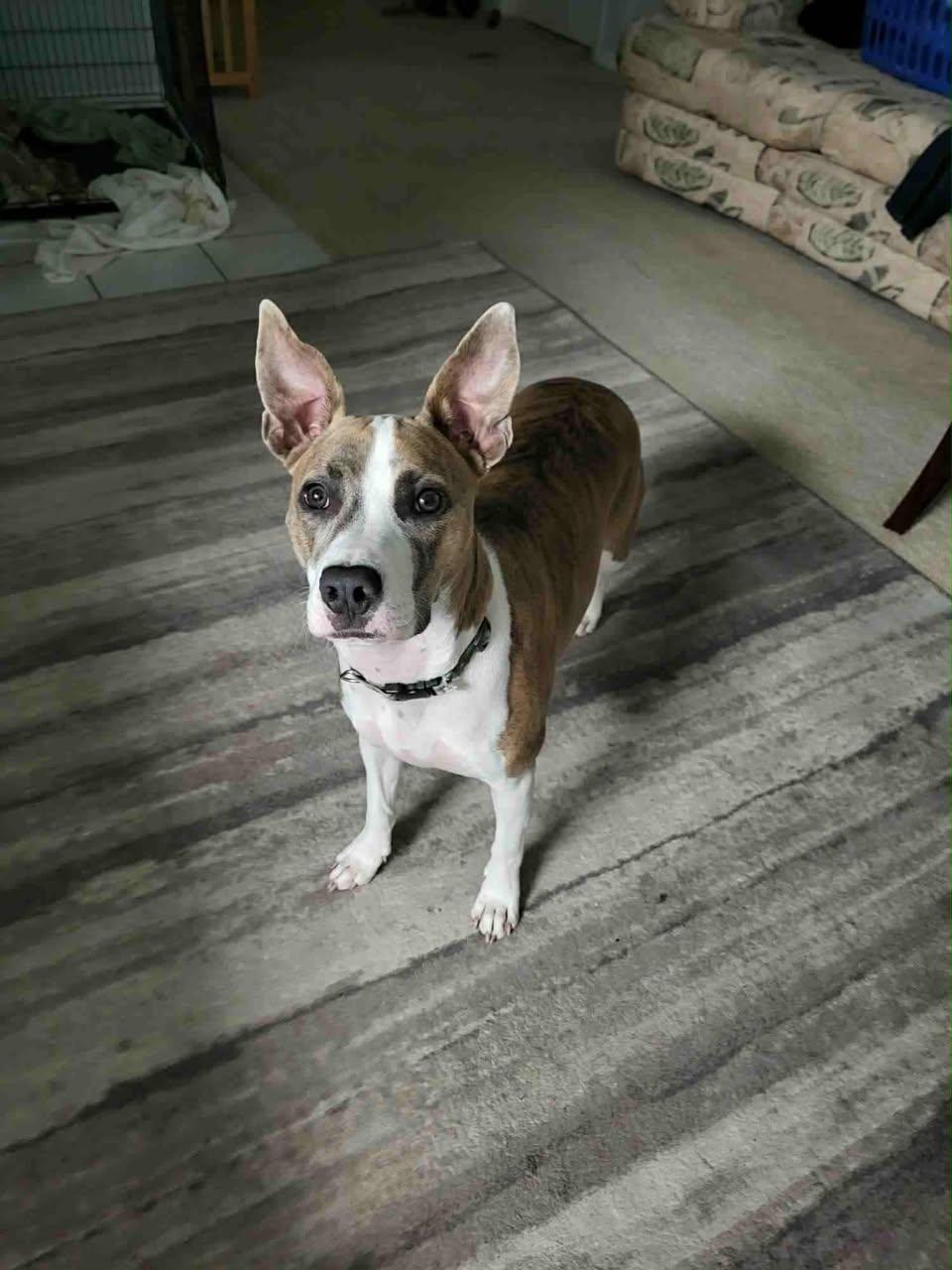 Maisie, a Adoptable mixed breed in New Smyrna Beach, FL image 3/3