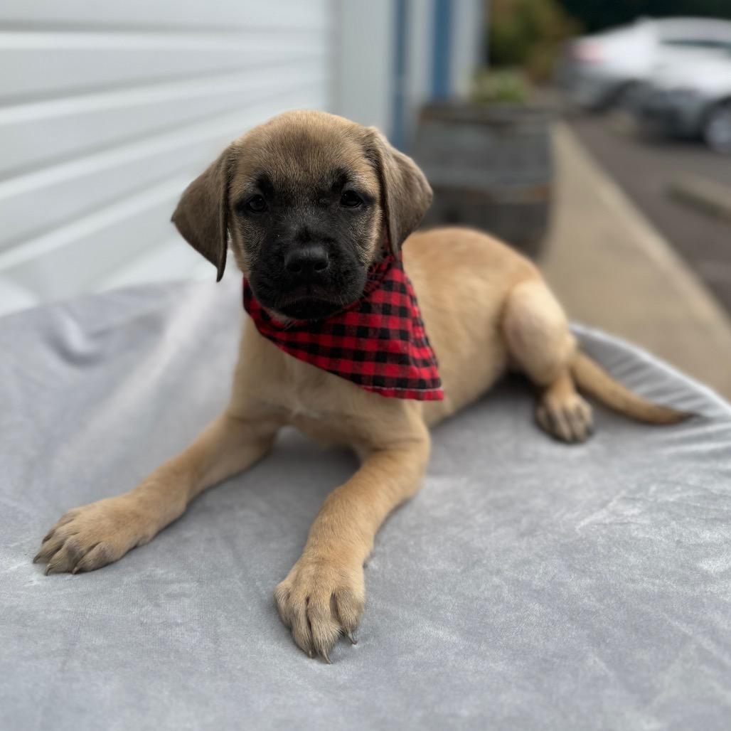 Elias, a Adoptable mixed breed in Newberg, OR image 1/6
