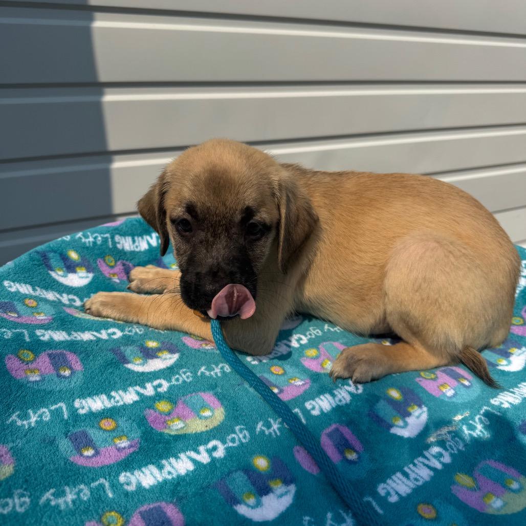 Elias, a Adoptable mixed breed in Newberg, OR image 2/6