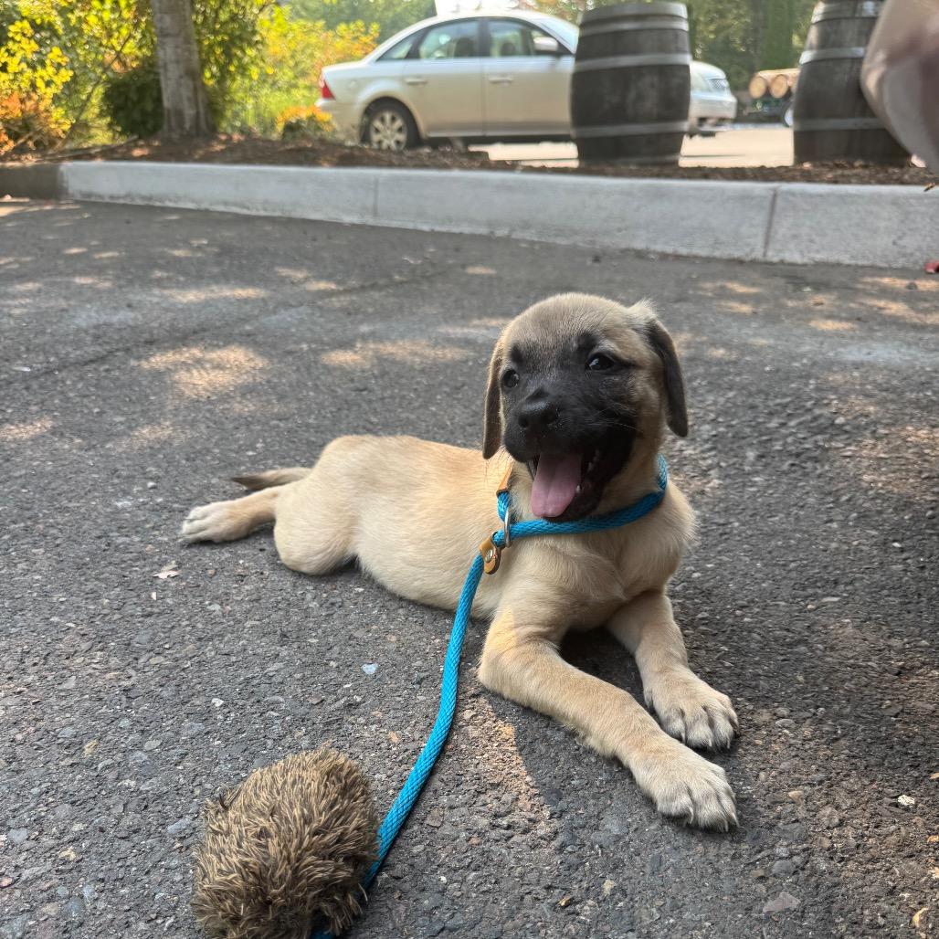 Elias, a Adoptable mixed breed in Newberg, OR image 4/6