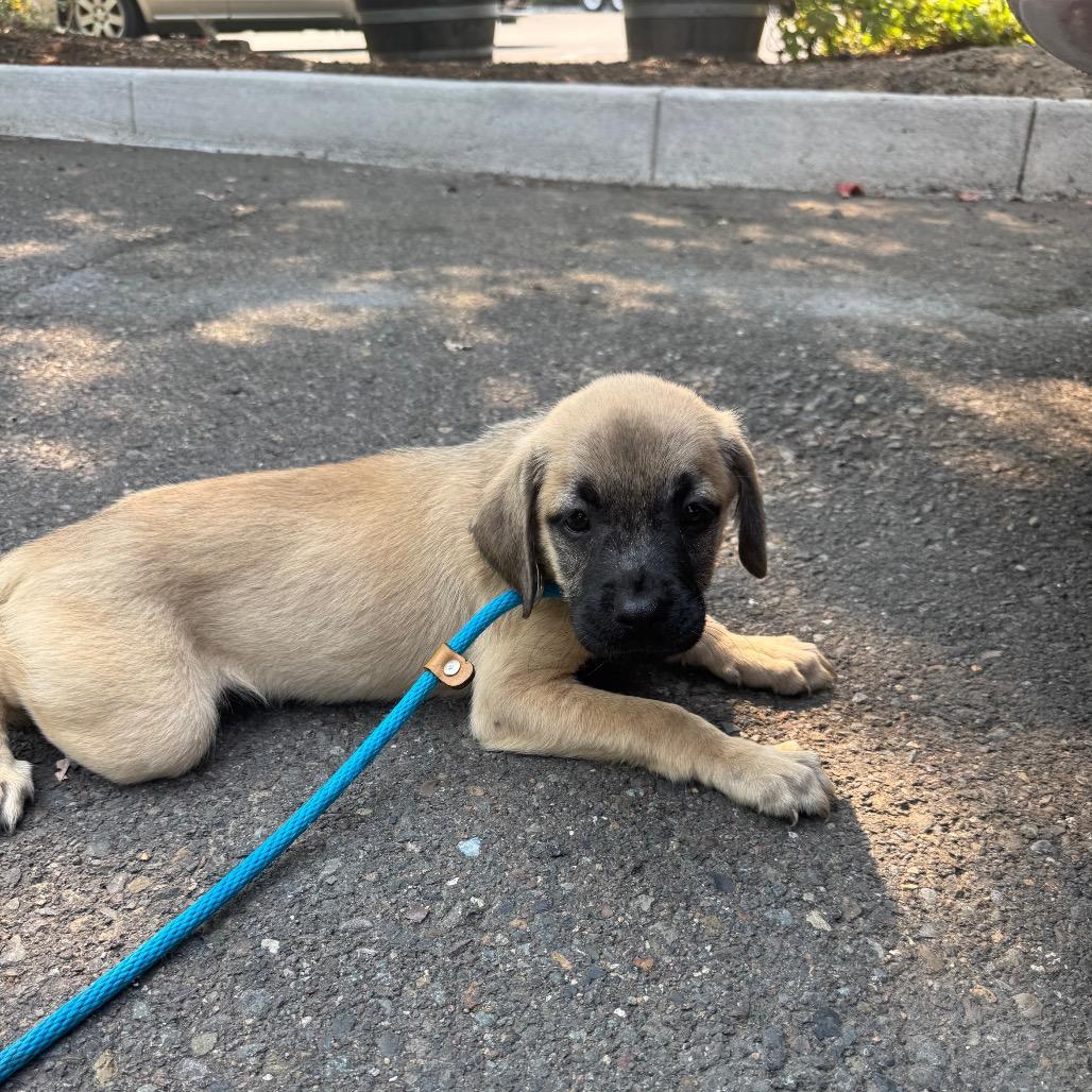 Elias, a Adoptable mixed breed in Newberg, OR image 5/6