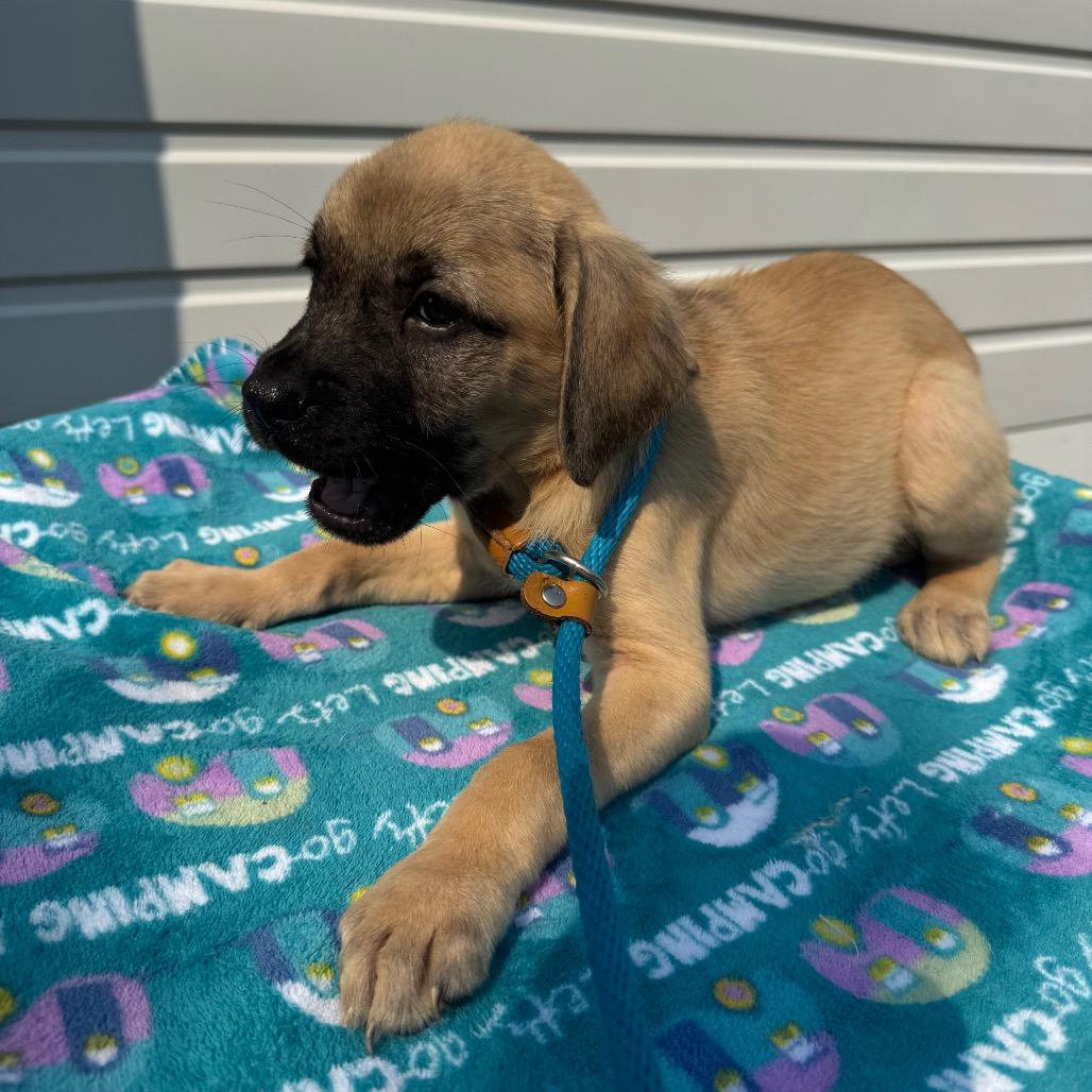 Elias, a Adoptable mixed breed in Newberg, OR image 6/6