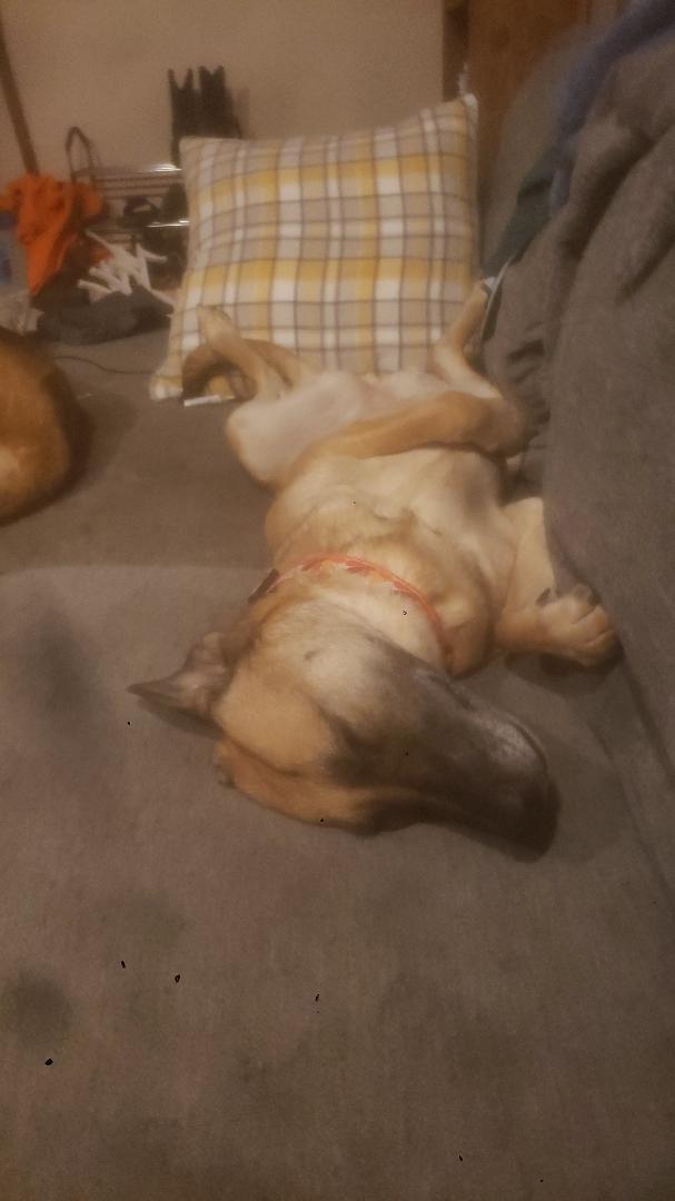 Belle, adoptable, Adult Female German Shepherd Dog.