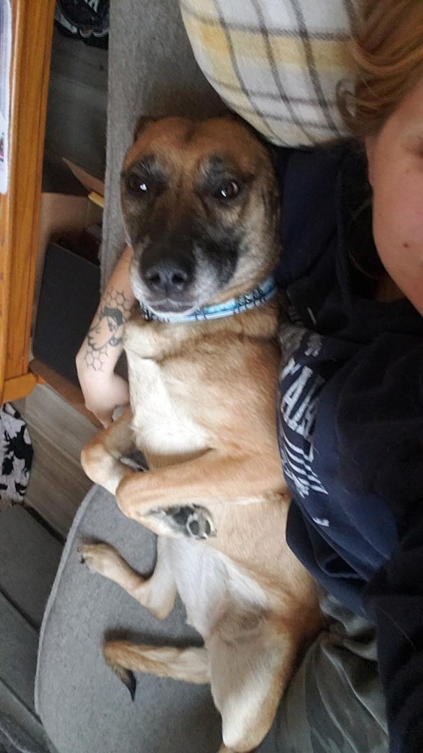 Enlarge Belle, an adoptable mixed breed in Blair, NE image 3/3