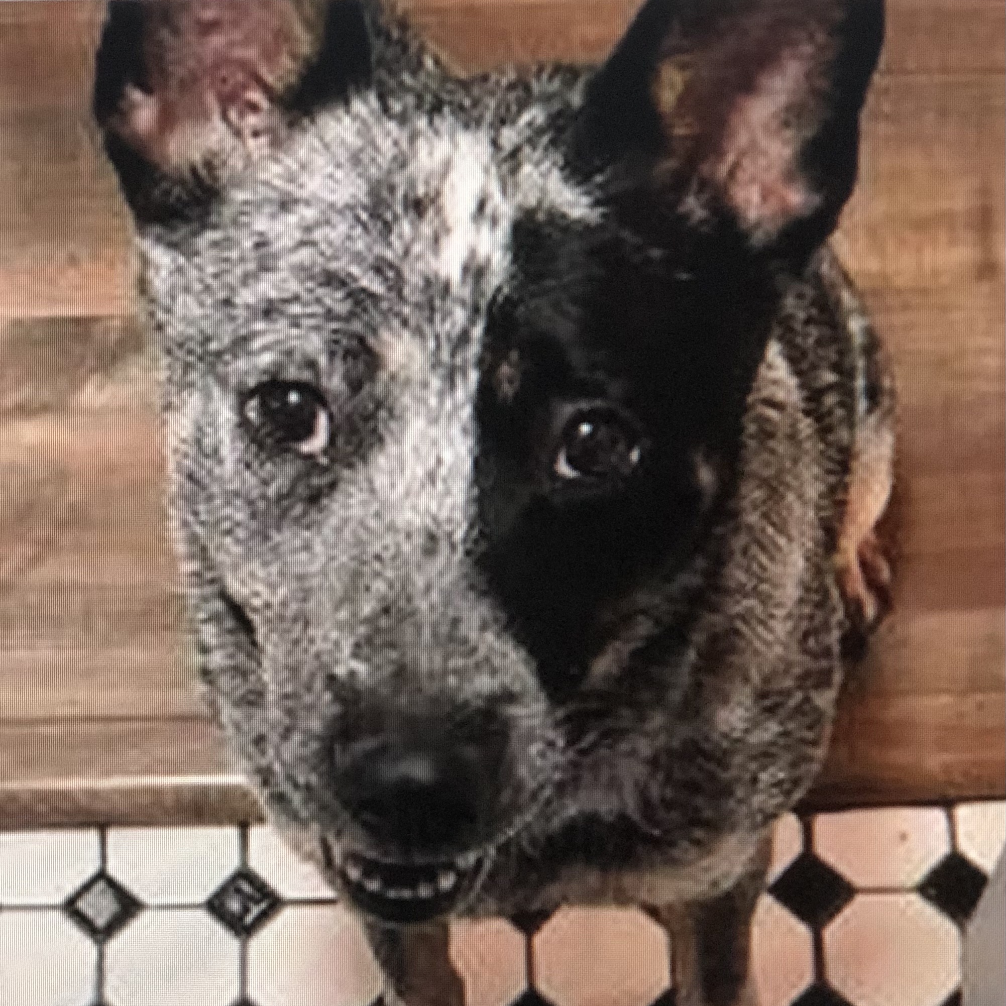 Enlarge Bella, a Adoptable Australian Cattle Dog / Blue Heeler in Burbank, CA image 2/6