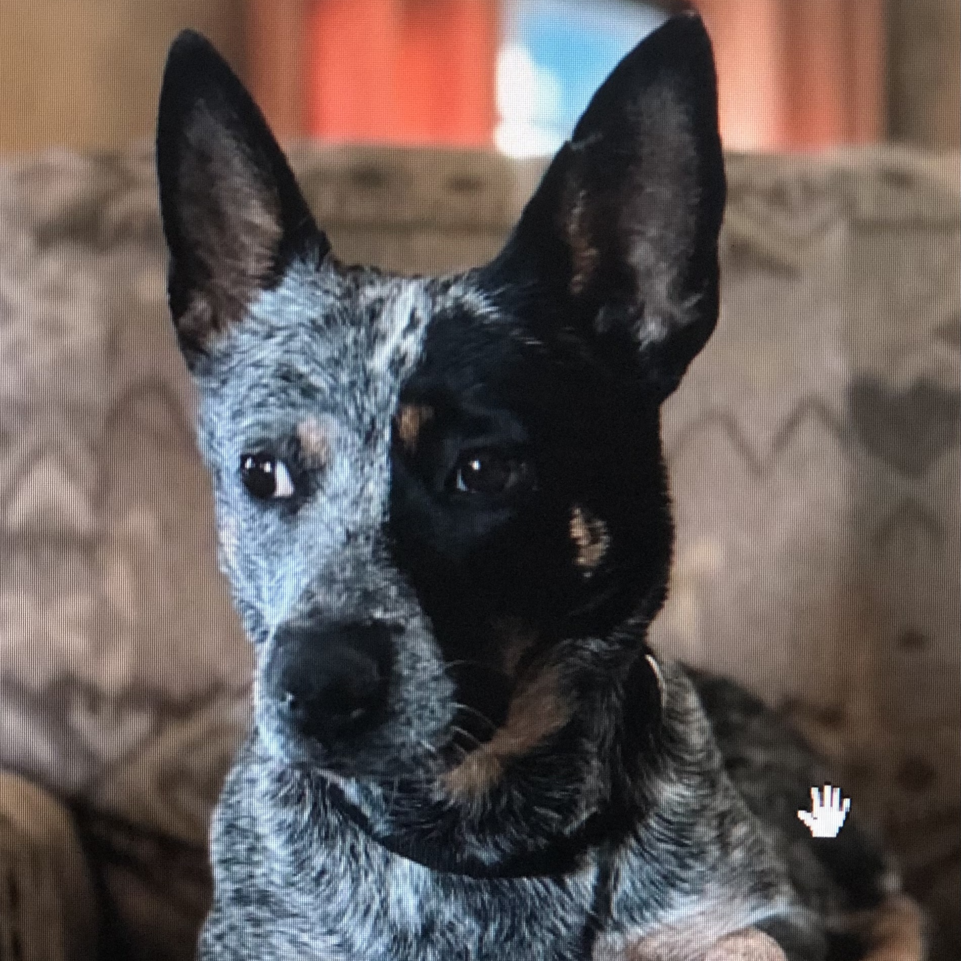 Enlarge Bella, a Adoptable Australian Cattle Dog / Blue Heeler in Burbank, CA image 1/6