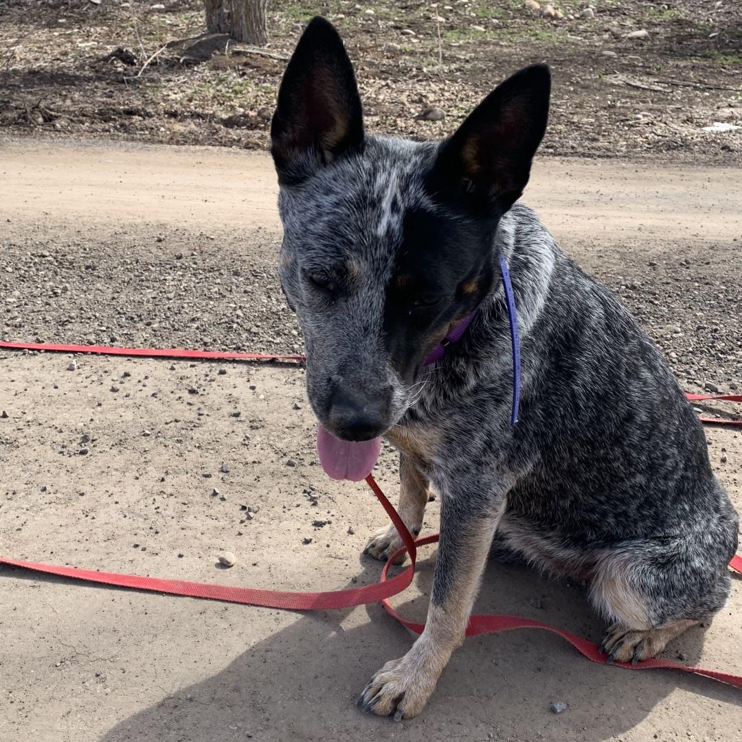 Enlarge Bella, a Adoptable Australian Cattle Dog / Blue Heeler in Burbank, CA image 6/6