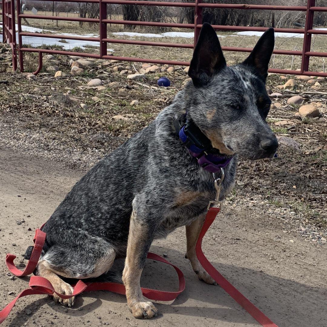 Enlarge Bella, a Adoptable Australian Cattle Dog / Blue Heeler in Burbank, CA image 5/6