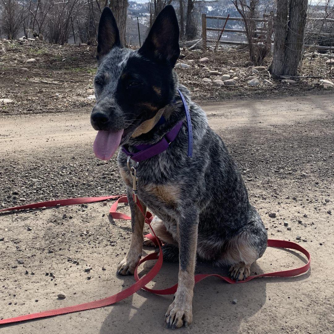 Enlarge Bella, a Adoptable Australian Cattle Dog / Blue Heeler in Burbank, CA image 3/6