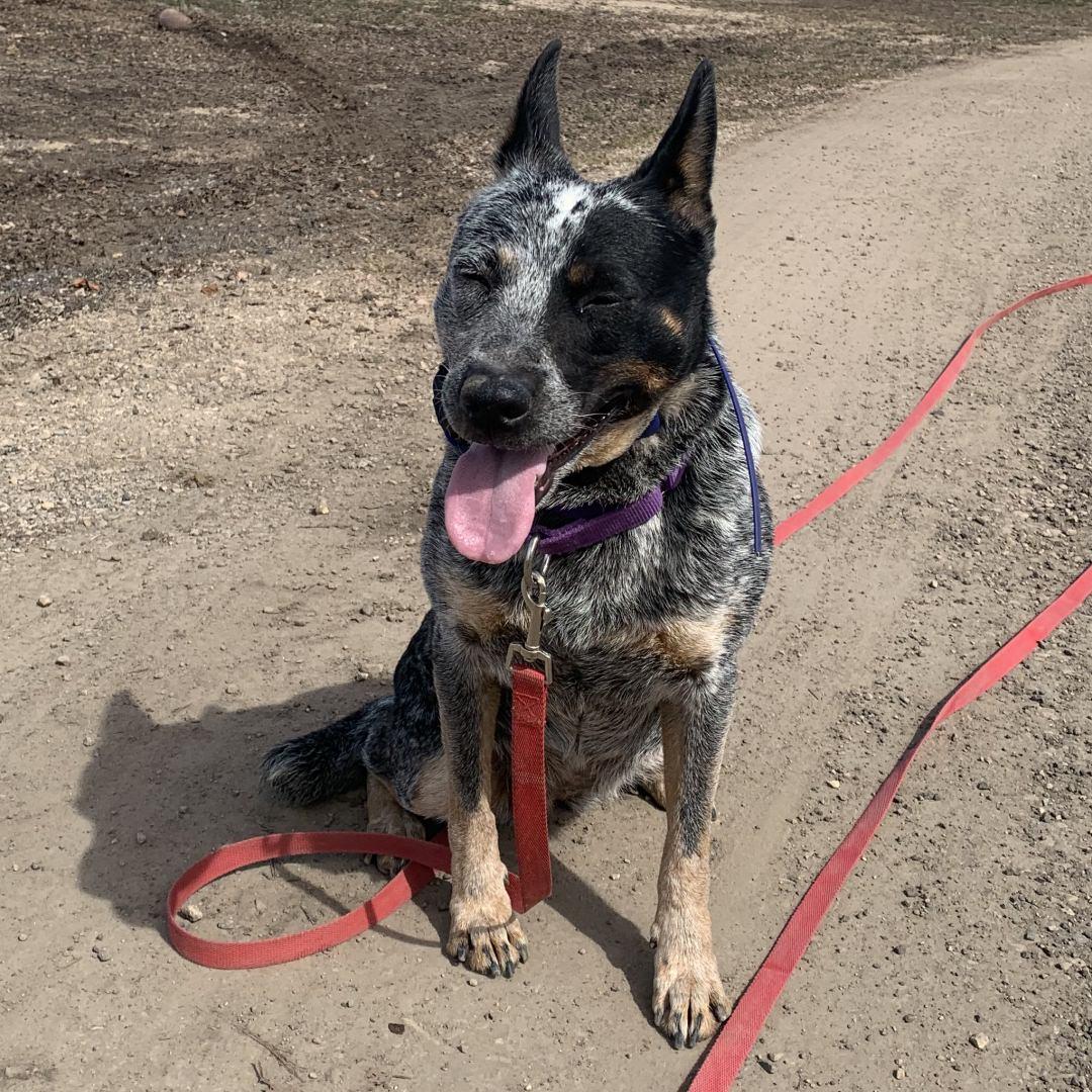 Enlarge Bella, a Adoptable Australian Cattle Dog / Blue Heeler in Burbank, CA image 4/6