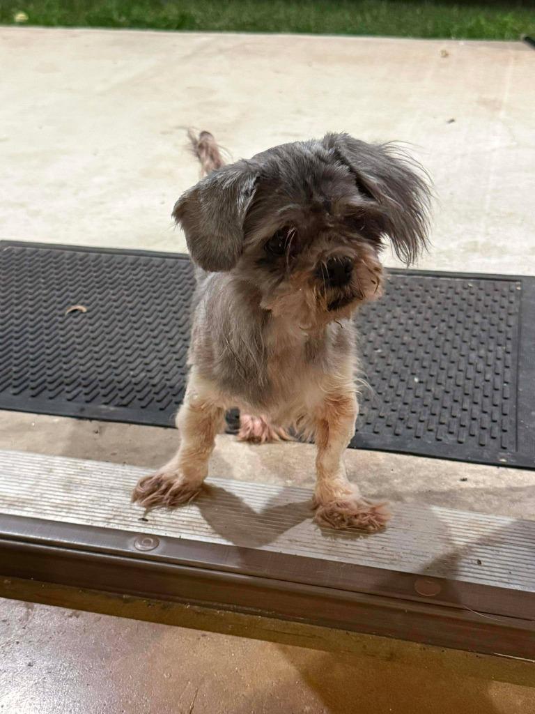 Barney Rubble, Adoptable, Senior Male Shih Tzu.