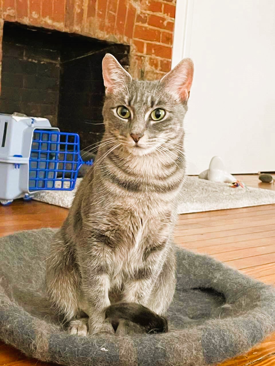 Mia, Adopted, Adult Female Domestic Short Hair.
