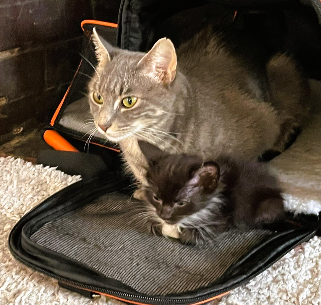 Enlarge Mia, a Adopted Domestic Short Hair in Piscataway, NJ image 5/5